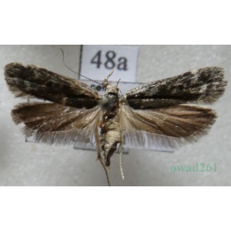 Anacampsis blattariella (Hübner, 1796) Czech48a